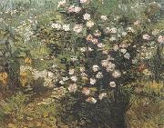 Rosebush in Blossom (nn04), Vincent Van Gogh